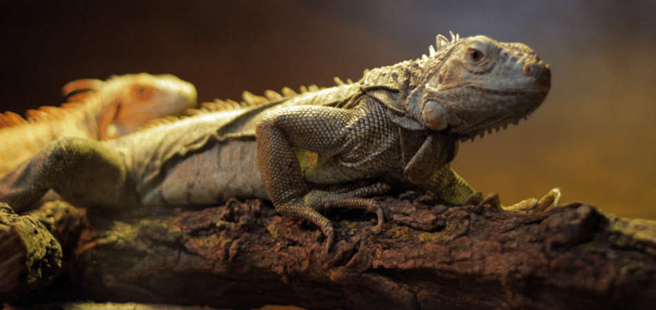 Is Acrylic Paint Safe For Reptiles